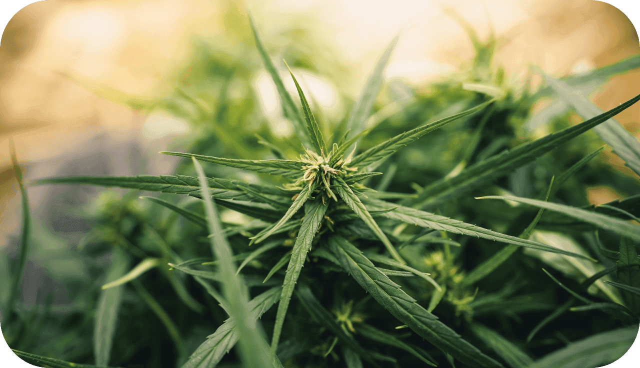 Nahaufnahme Cannabispflanze